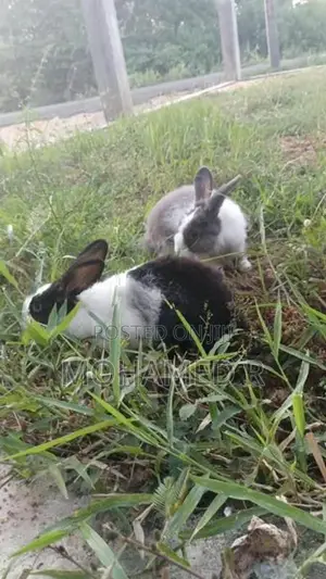 Rabbit