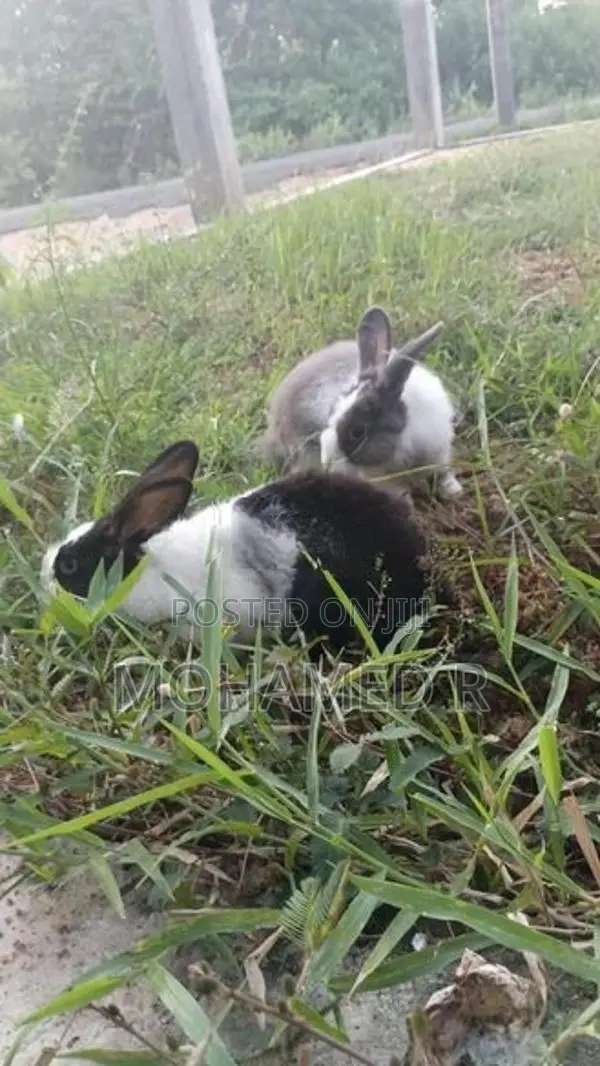 Rabbit