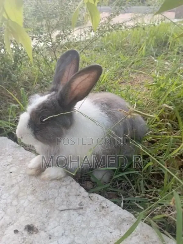 Rabbit