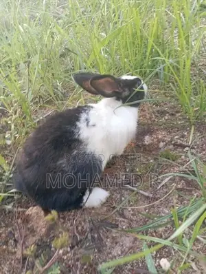 Rabbit