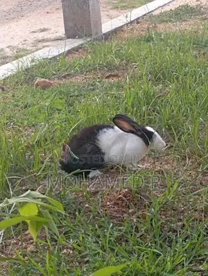 Rabbit