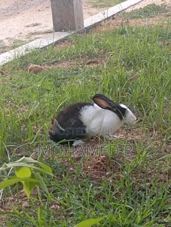 Rabbit