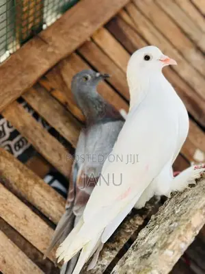 Pigeon