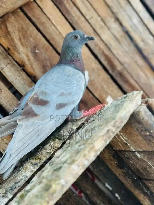 Pigeon