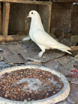 Pigeon