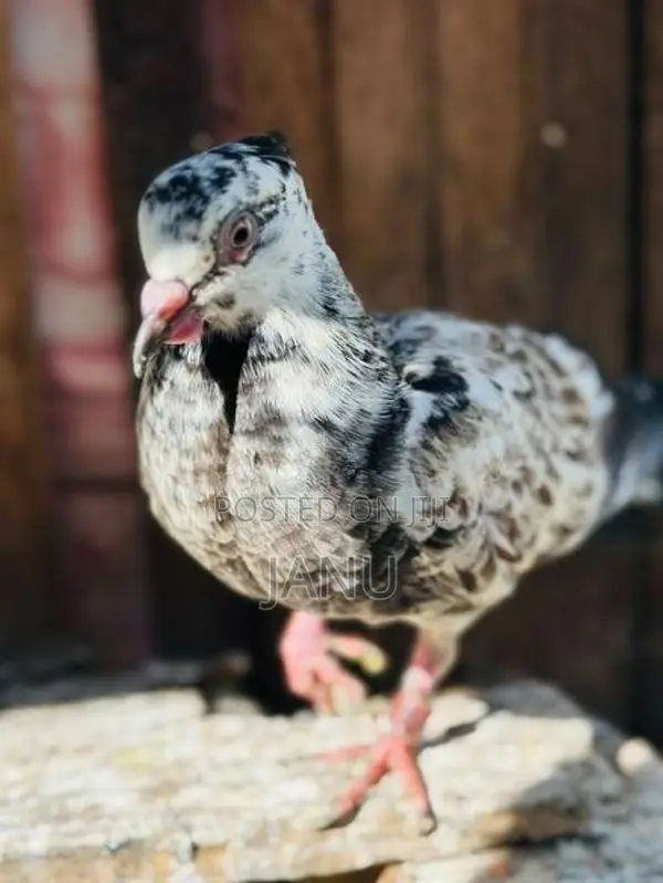 Pigeon