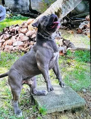 American Bully Adult Male
