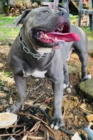 American Bully Adult Male