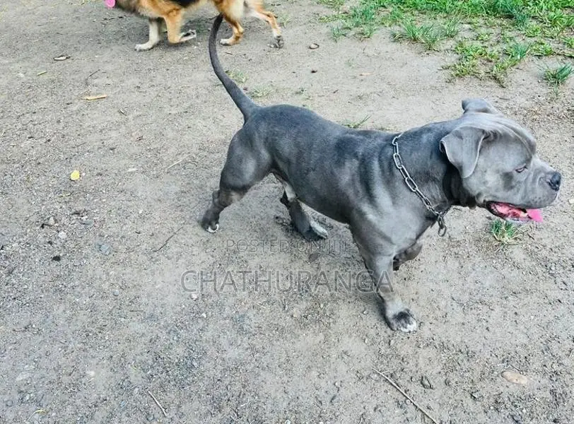 American Bully Adult Male