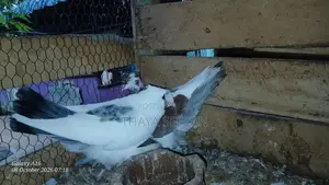 Pigeon