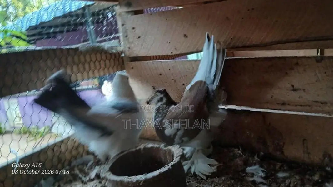 Pigeon