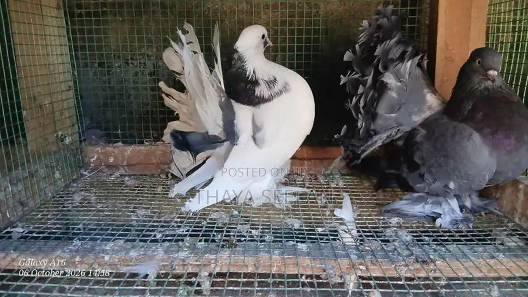 Pigeon