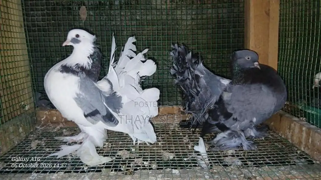 Pigeon