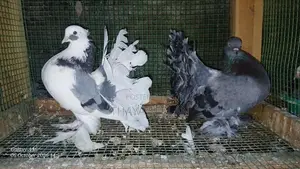 Pigeon
