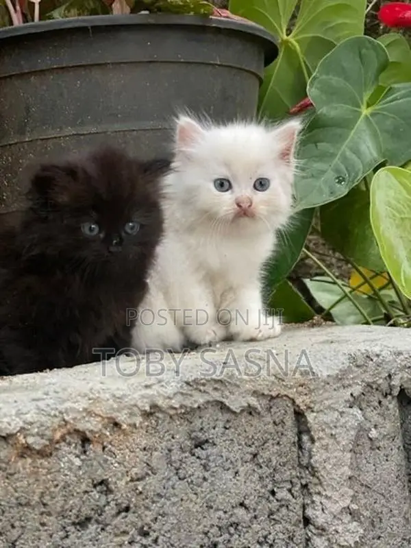 Persian Cat