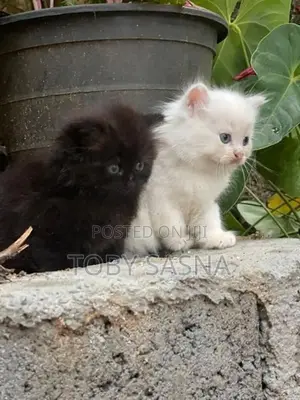 Persian Cat