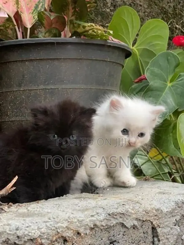 Persian Cat
