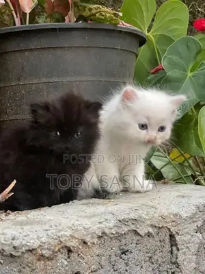 Persian Cat