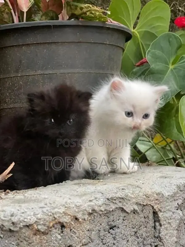 Persian Cat