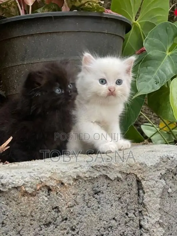 Persian Cat