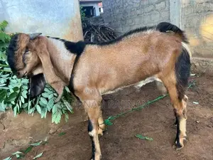கிடா ஆடு - Livestock