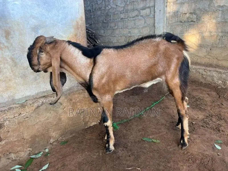 கிடா ஆடு - Livestock