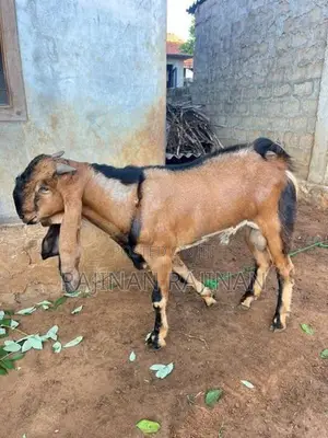 கிடா ஆடு - Livestock