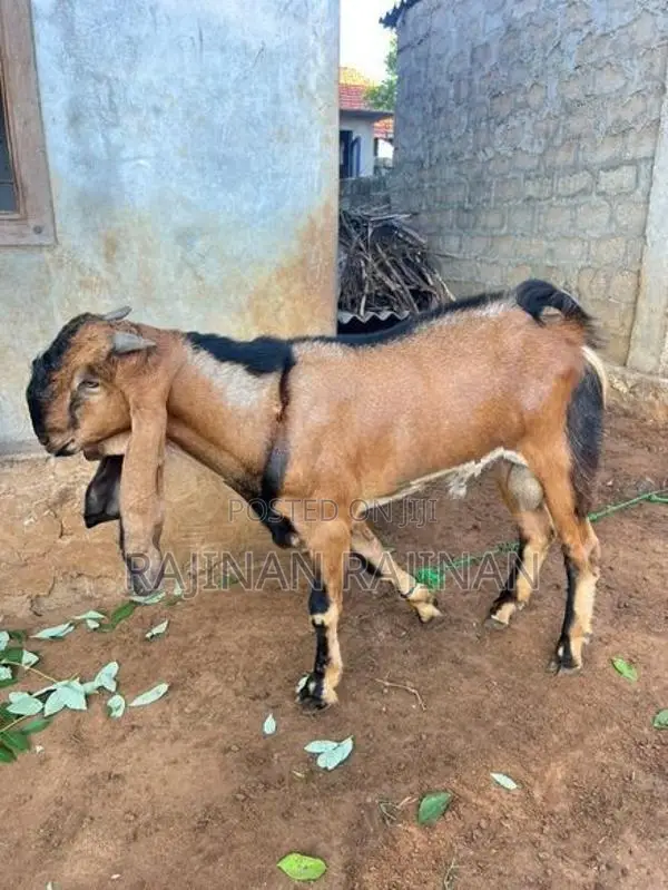 கிடா ஆடு - Livestock