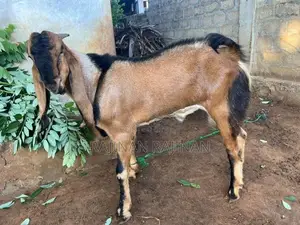 கிடா ஆடு - Livestock