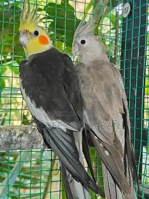 Cockatiel Breeding Pair