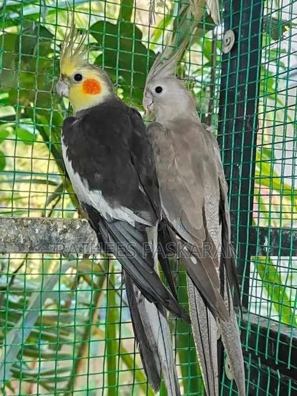 Cockatiel Breeding Pair