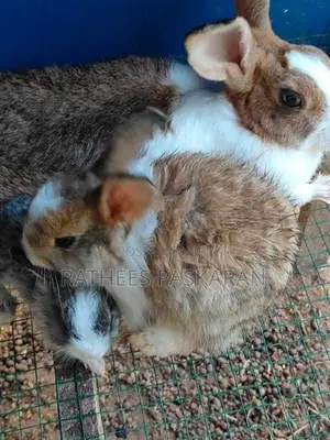 Rabbits