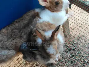 Rabbits