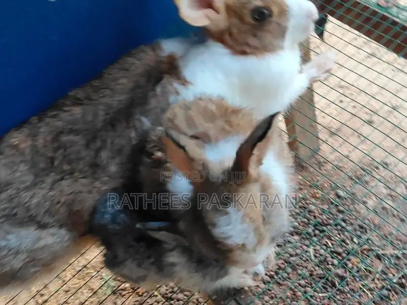 Rabbits