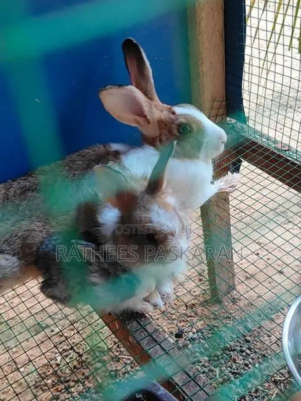 Rabbits