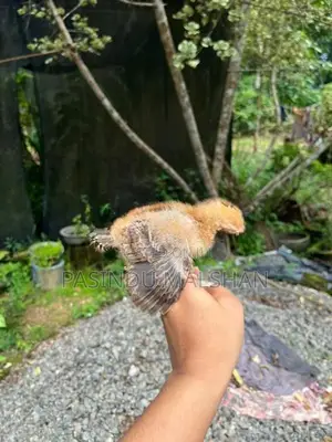 ගම්කුකුලන්