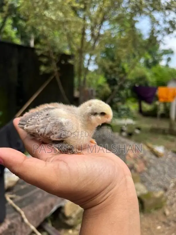 ගම්කුකුලන්