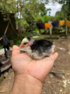 ගම්කුකුලන්