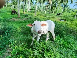 Farm Cows