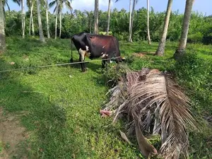 Farm Cows