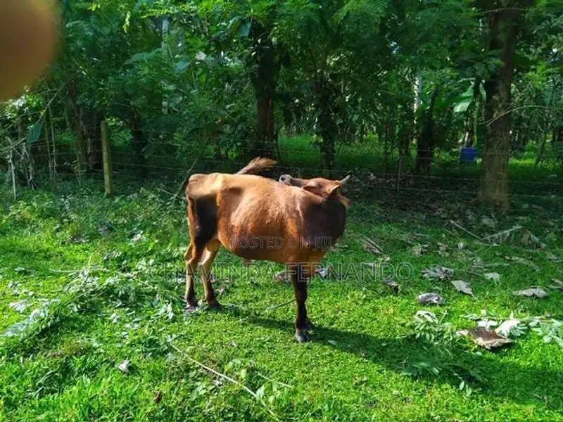 Farm Cows