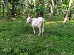 Farm Cows