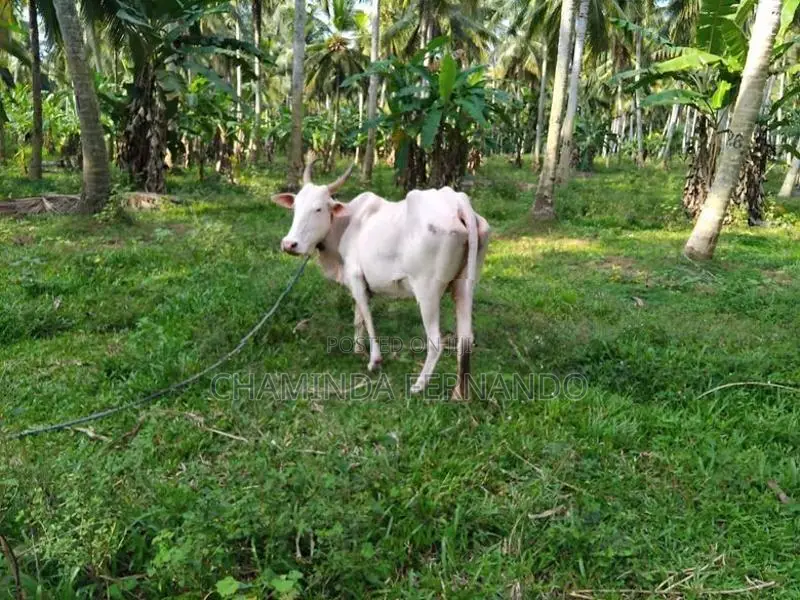 Farm Cows