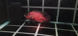 Oscar Red Copper