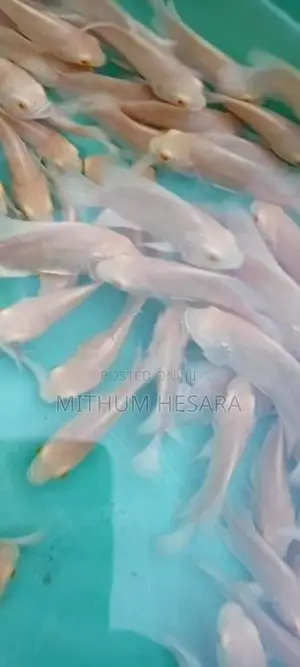 Quality Oscar Fish