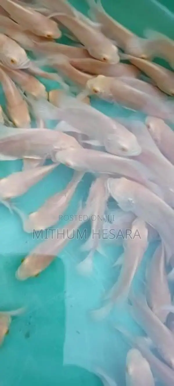 Quality Oscar Fish