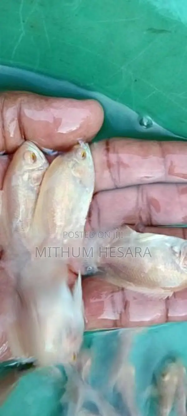 Quality Oscar Fish