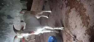 சணல் கிடாய் ஆடு - Livestock
