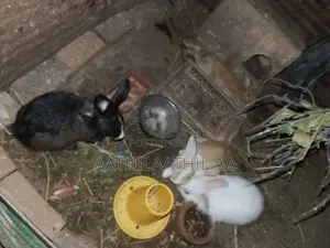 அங்கோரா