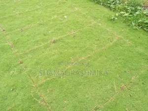 තණ පිඩලි